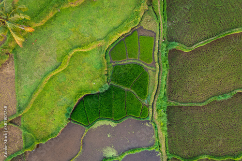 East Lombok regency rice fields aerial view