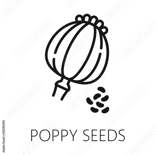 Poppy seeds isolated outline icon. Vector papaver design, poppy flower seed head thin line, organic food condiment