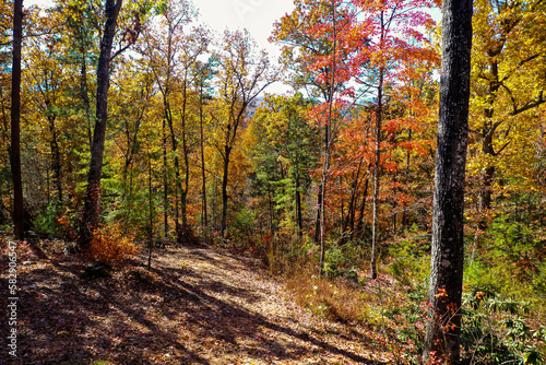 Fall Forest