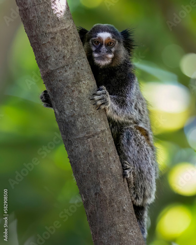 Sagui de tufos pretos