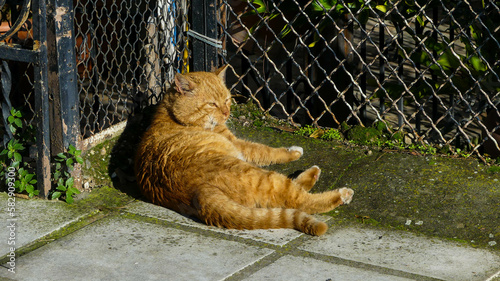 A Relaxed Cat Enjoying the Warm Sun