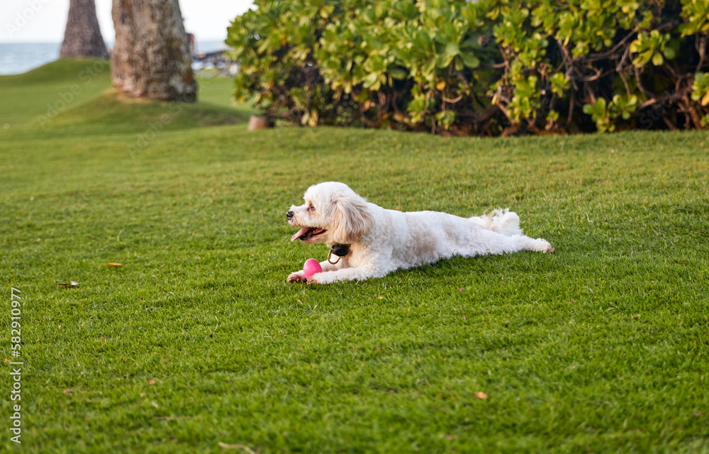 Cute Dog laying in the Grass playing with a toy ball
