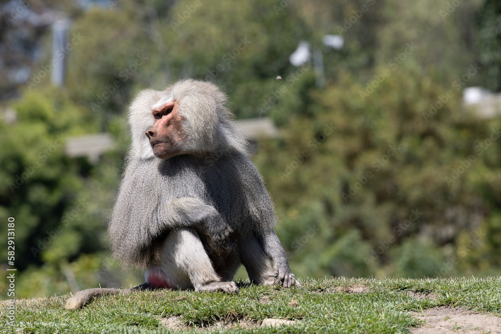 portrait of a baboon portrait of a baboon
