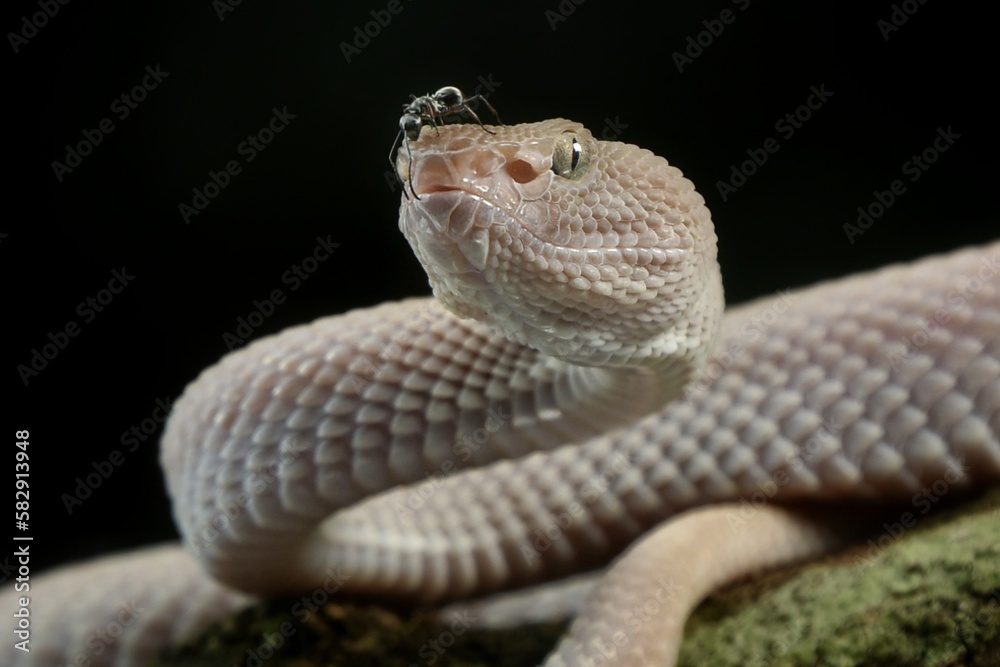 Fototapeta premium close up of a snake