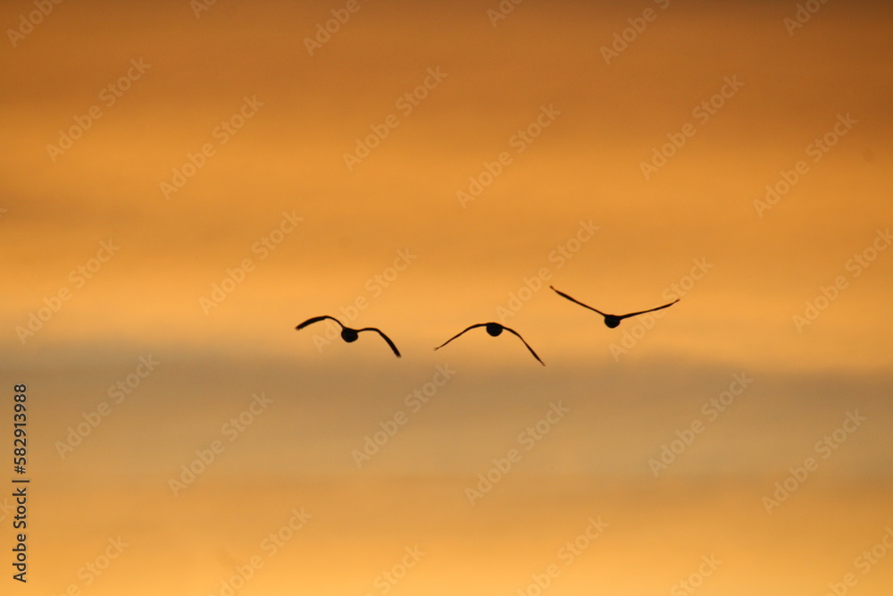 Obraz premium birds in the sky