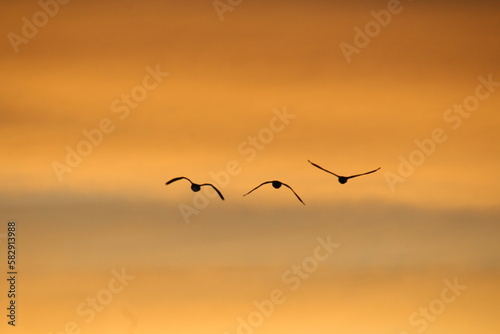 birds in the sky © Michael Mamoon