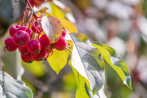 Bright red small wild apples among the yellow leaves in autumn. © Dmitrii Potashkin