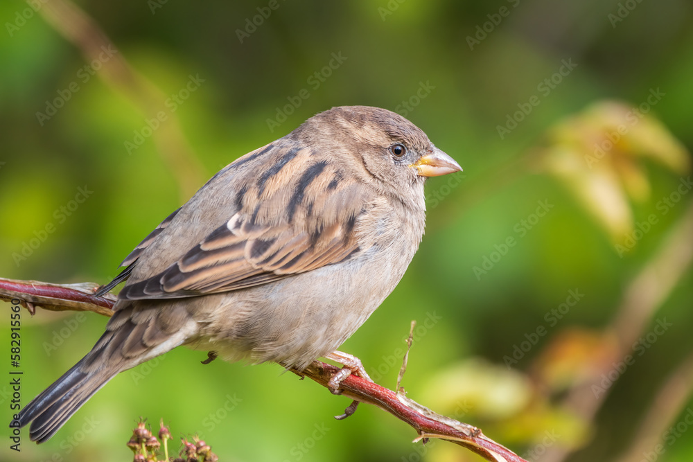Sparrow sitting on a green branch in autumn. Sparrow with playful poise on branch in autumn or summer Sparrow sitting on a green branch in autumn. Sparrow with playful poise on branch in autumn or summer