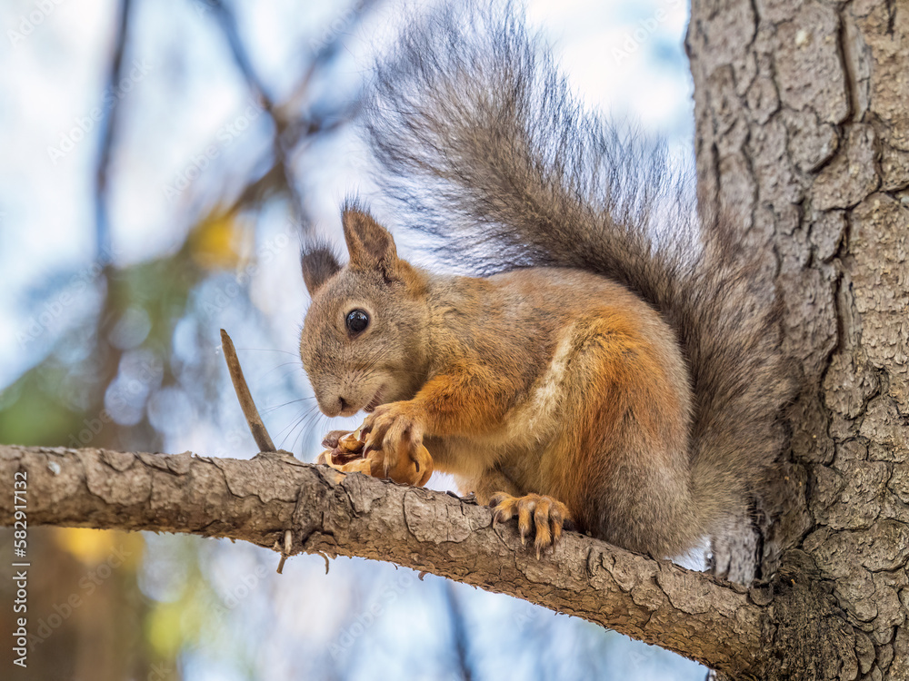 The squirrel with nut sits on tree in the autumn. Eurasian red squirrel, Sciurus vulgaris. The squirrel with nut sits on tree in the autumn. Eurasian red squirrel, Sciurus vulgaris.