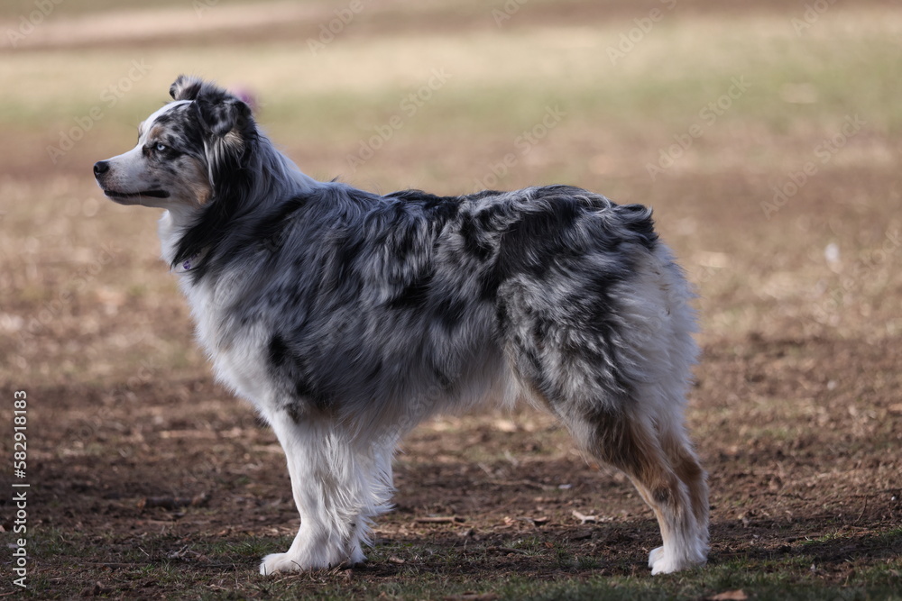 American shepherd blue sales merle