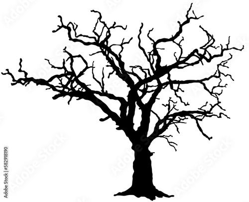 Bare tree silhouette