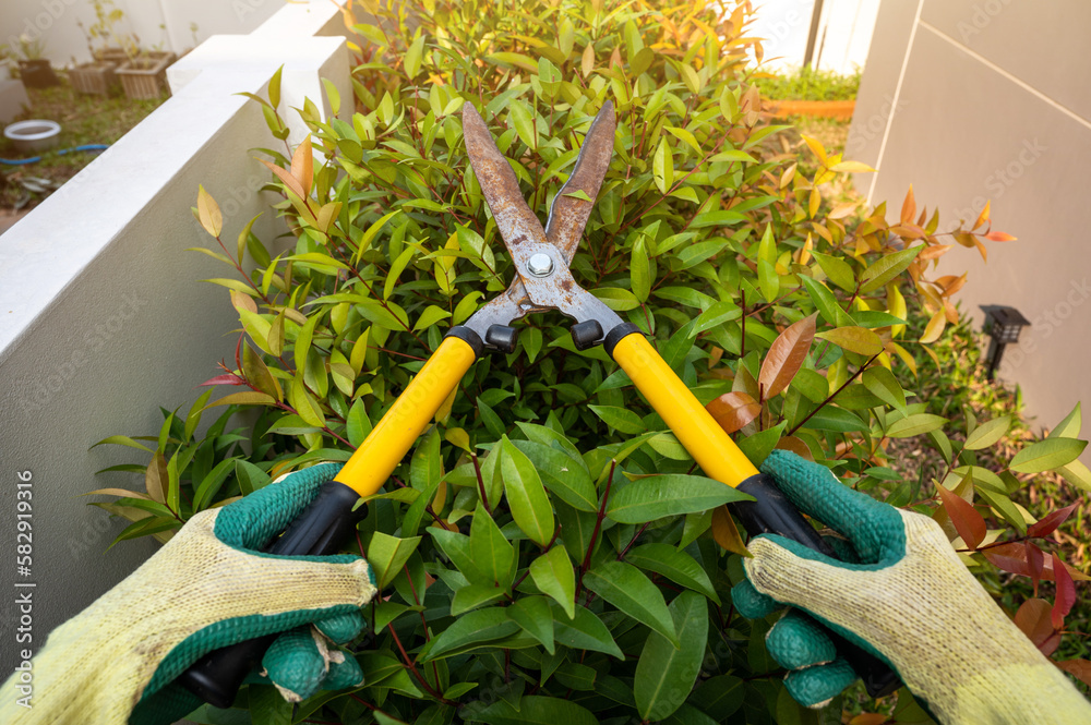 Gardener using a scissor to shearing and trim a tips of Lilly Pilly Hedge plant. Shearing a