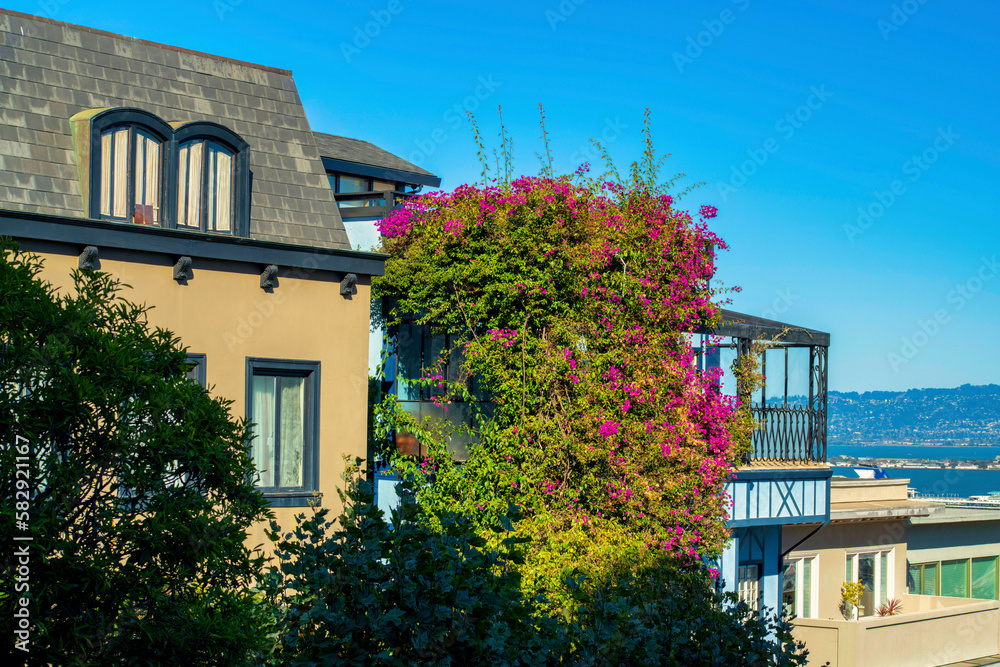 Lombard street in late afternoon sun with brown blue house or home facades in historic districts of san francisco Lombard street in late afternoon sun with brown blue house or home facades in historic districts of san francisco