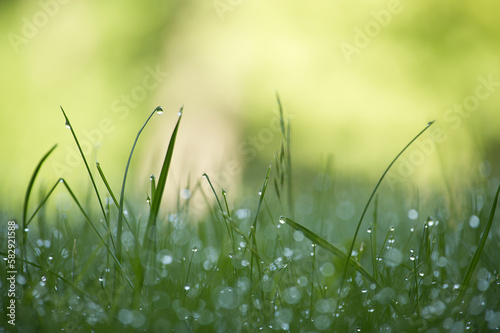 Dew drops or raindrops glistening on green grass