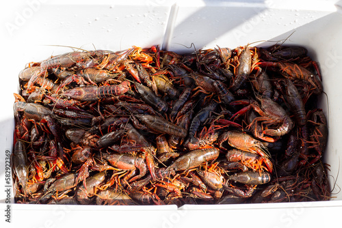 live crawfish in a ice chest 