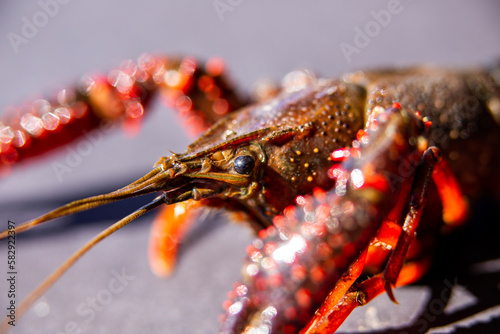 Extreme macro closeup of a crawfish
