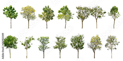 Collection Trees green leaves and some with yellow flowers. total 14 trees.  png  