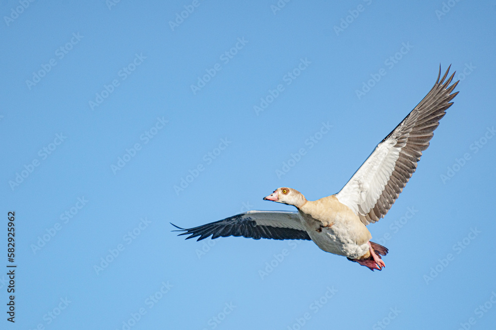 Obraz premium egyptian goose