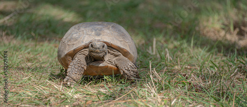 gopher tortoise photo