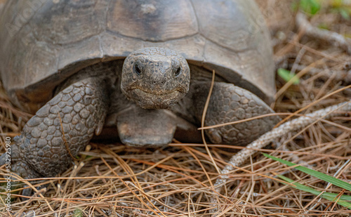 gopher tortoise photo