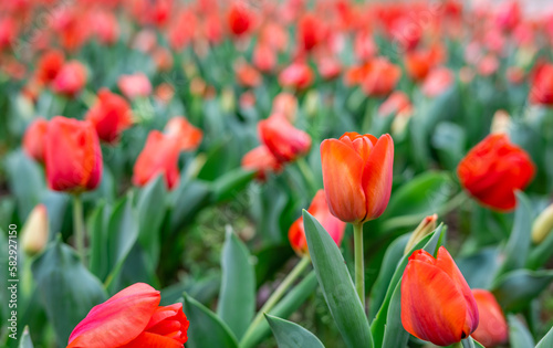 red tulips blooming in spring