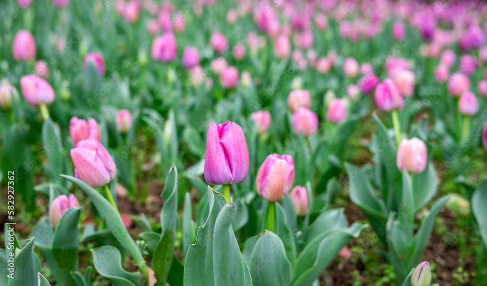 rose red tulips blooming in spring rose red tulips blooming in spring