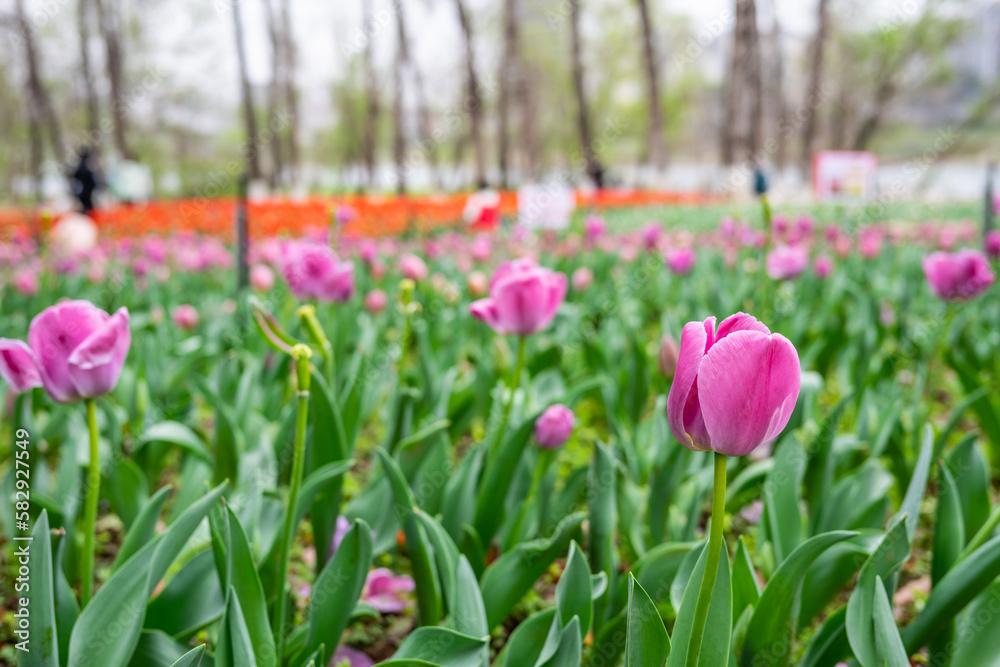 rose red tulips blooming in spring rose red tulips blooming in spring