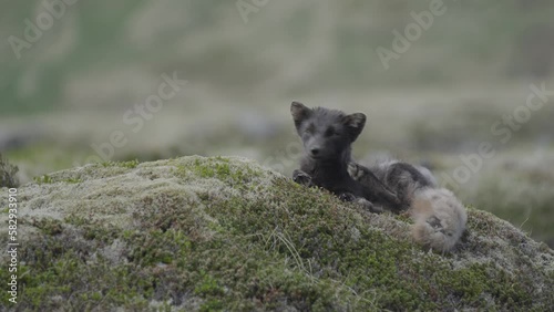 Arctic fox relaxing in the Westfjords of Iceland - 1