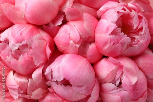 Fototapeta Naklejka Na Ścianę i Meble -  Many beautiful pink peonies as background, top view