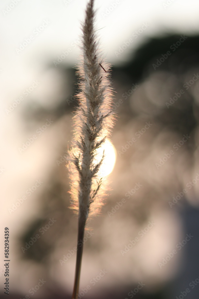 Naklejka premium grass in the morning.