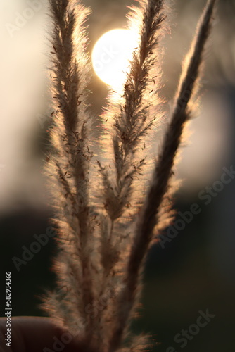 Hand-holding grass in the evening sunshine, blurred wallpaper.