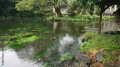 river in the forest