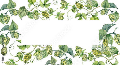 Frame of hop vine, plant humulus watercolor illustration isolated on white background.