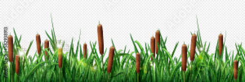 Realistic green grass border and brown reed border isolated on transparent background. Vector illustration of seamless plant pattern for pond, swamp, marsh, river bank landscape design element