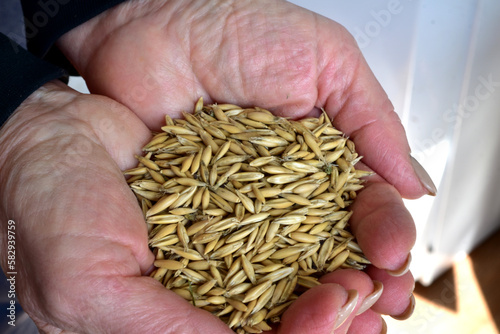 Oat seeds in woman's hands, top view.