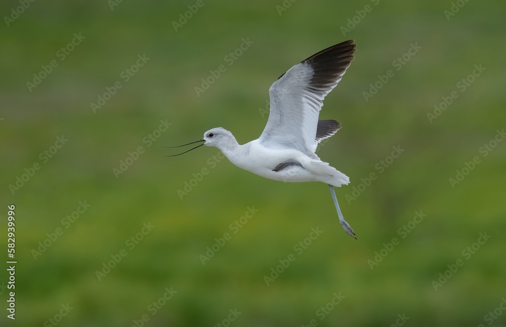American Avocet in flight against a green background American Avocet in flight against a green background