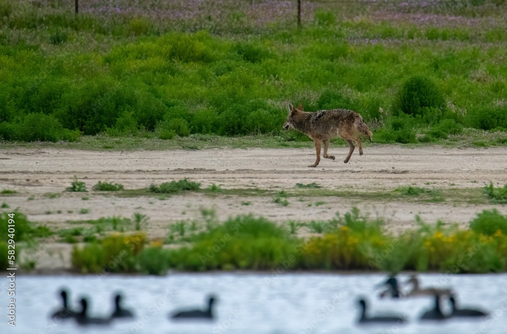 A coyote walking away from American Coots after an unsuccessful hunting attempt A coyote walking away from American Coots after an unsuccessful hunting attempt