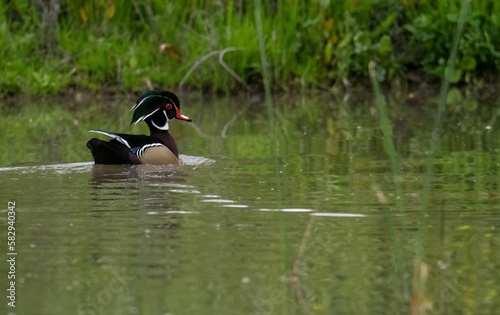 Wood duck in full mating color floating on a pond in San Jacinto wildlife area in California