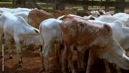 herd of white and brown nelore cows shuffle nervously in a timber cattle stockade photo