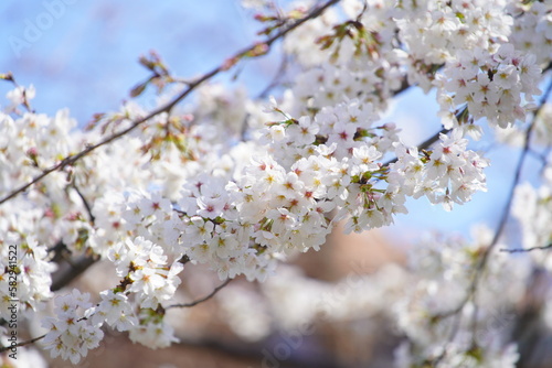 有栖川公園に咲く桜の花