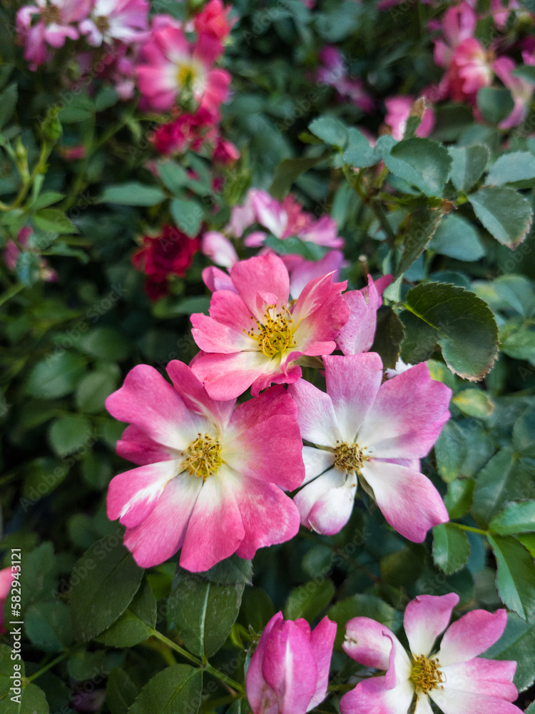 pink flowers in the garden pink flowers in the garden