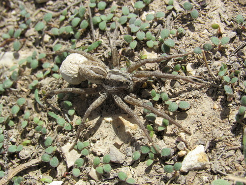 Spider on the Ground with Egg Sac
