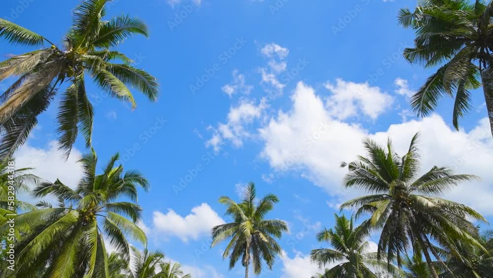 Natural background from Boracay island with coconut palms tree leafs, blue sky and clouds Travel Vacation Natural background from Boracay island with coconut palms tree leafs, blue sky and clouds Travel Vacation