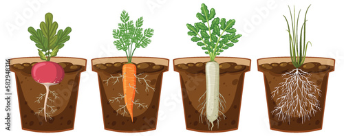 Set of different plant roots growing in soil