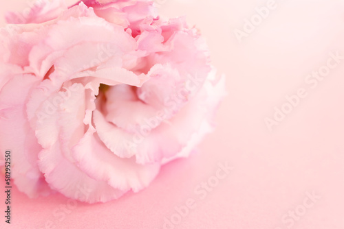 Top view image of delicate flower over pastel background © tomertu