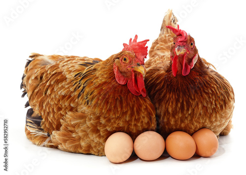 Two chickens and eggs.