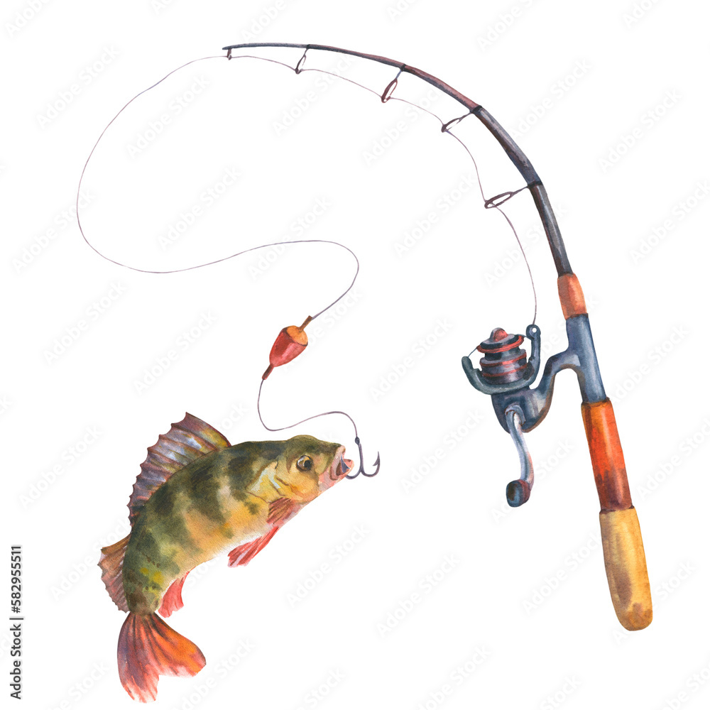 Watercolor of a perch caught with a fishing rod on a hook. Cut out