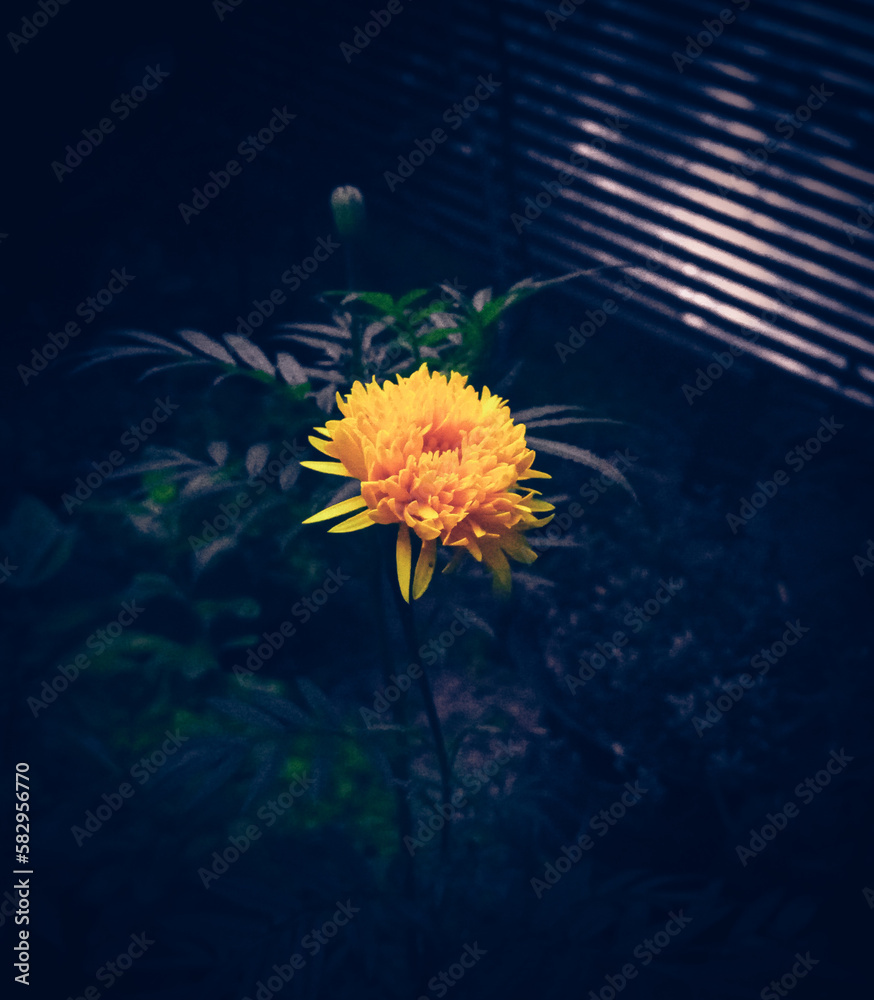 yellow flower