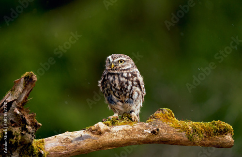 Foto Young little owl (Athene noctua) on branch