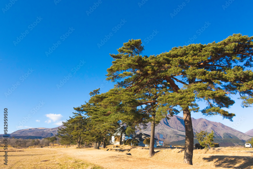 pine tree on the hill